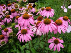 echinacea punahattu echinacea hyödyt echinacea annostelu echinacea flunssaan echinacea immuunijärjestelmä